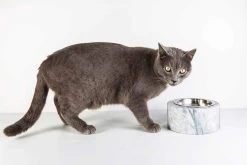 Bol Pour Chiens Et Chats En Marbre Blanc De Carrare Fabriqué En Italie - Ciotta 17 Bol Pour Chiens Et Chats En Marbre Blanc De Carrare Fabriqué En Italie - Ciotta -Décoration D'intérieur ciotola cani e gatti in marmo bianco di carrara made in italy ciotta 7