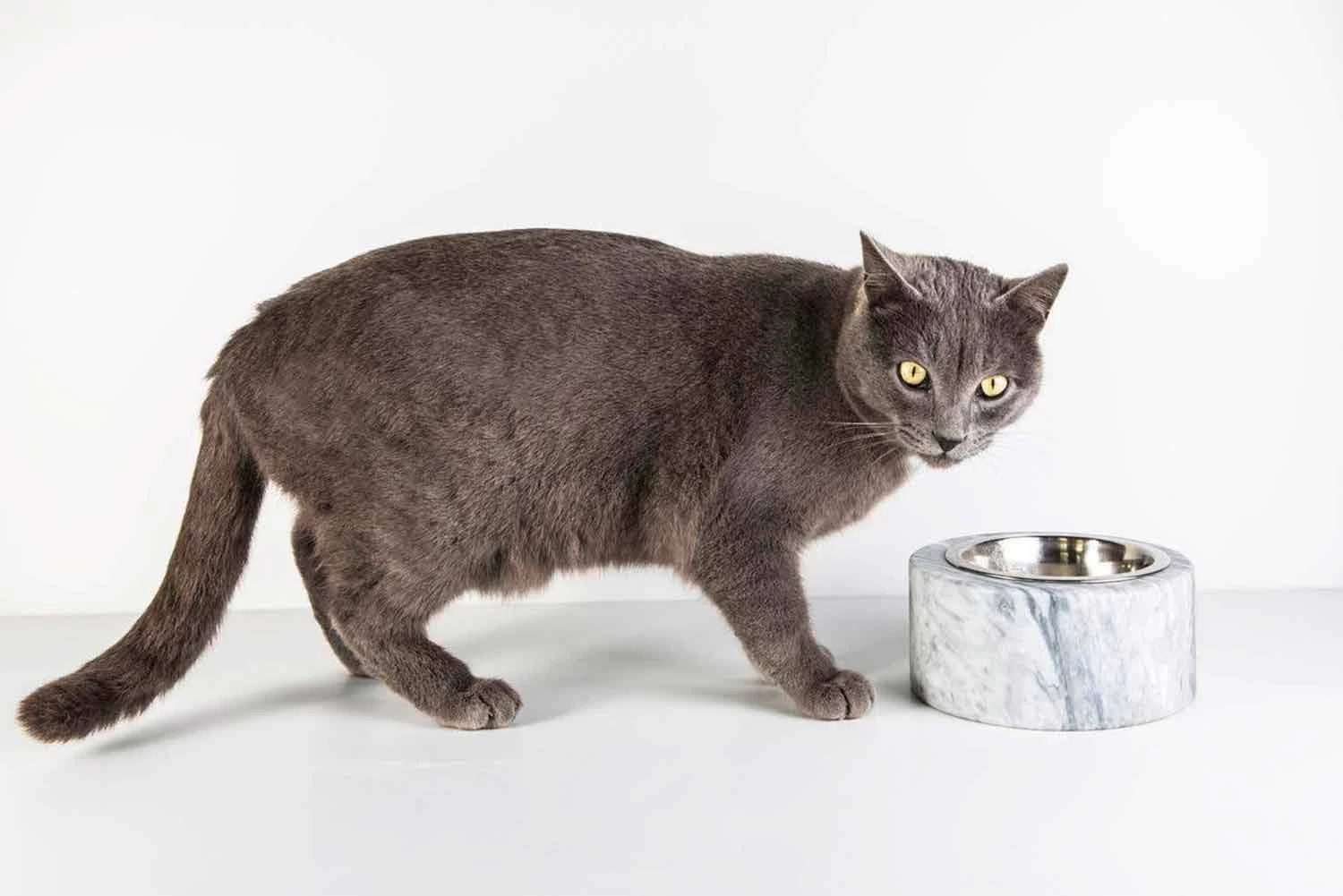 Bol Pour Chiens Et Chats En Marbre Blanc De Carrare Fabriqué En Italie - Ciotta 10 Bol Pour Chiens Et Chats En Marbre Blanc De Carrare Fabriqué En Italie - Ciotta – Image 8